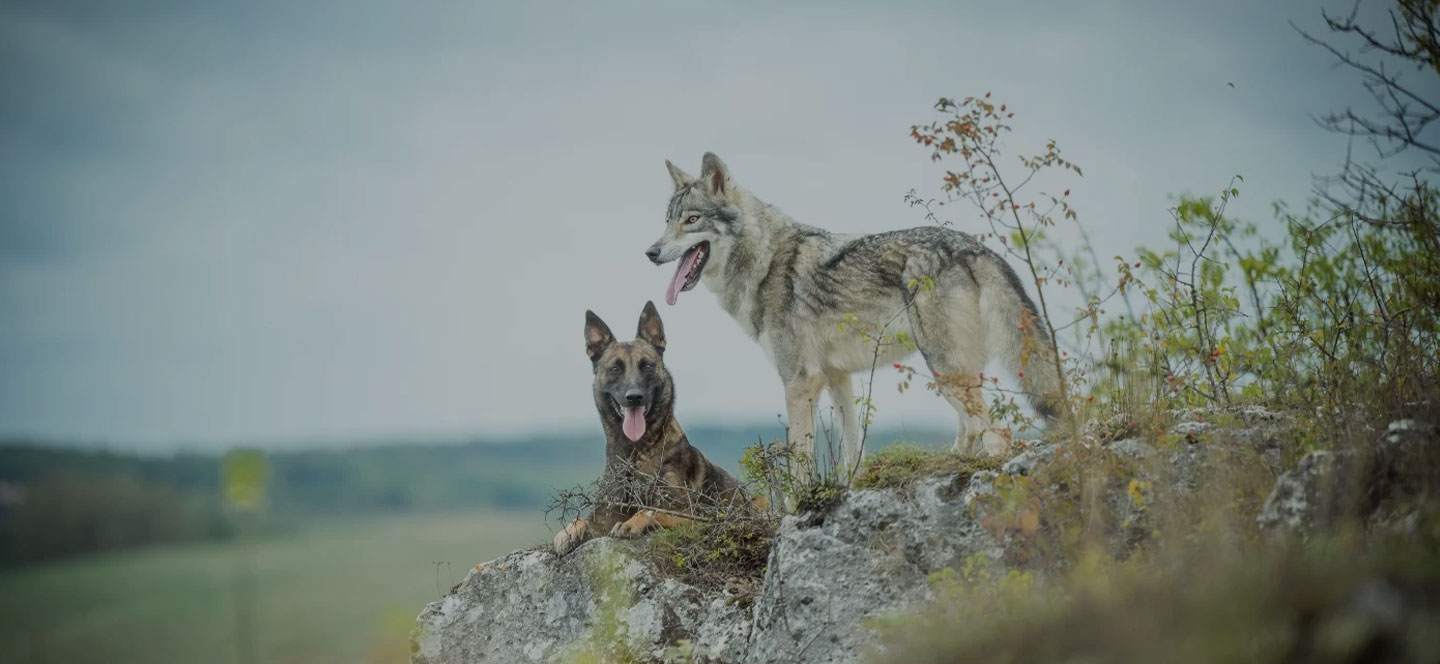 OTSO HANARA et PAWSITIVE DOG