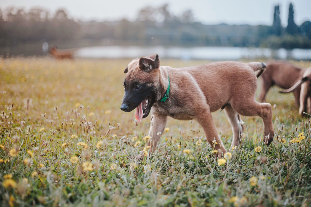 OTSO HANARA - Pawsitive Dog