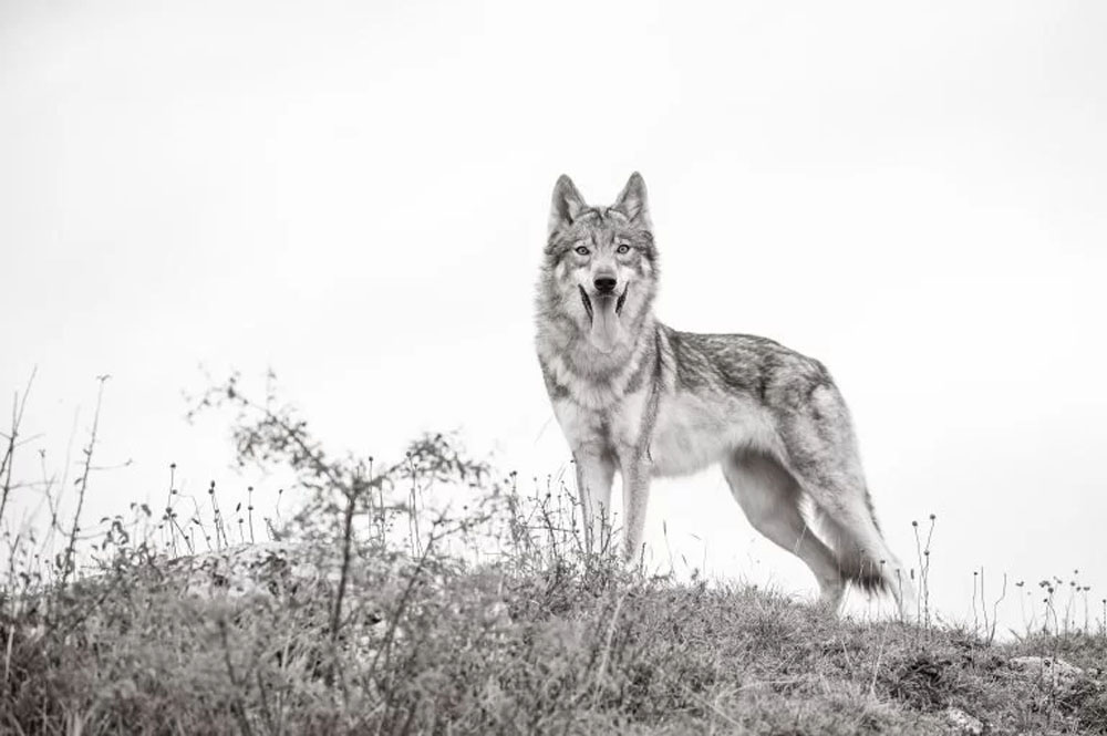 OTSO HANARA - Le chien-loup tchécoslovaque