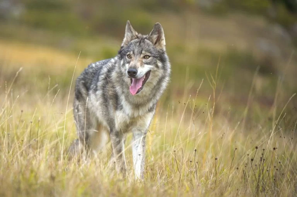 OTSO HANARA - Le chien-loup tchécoslovaque