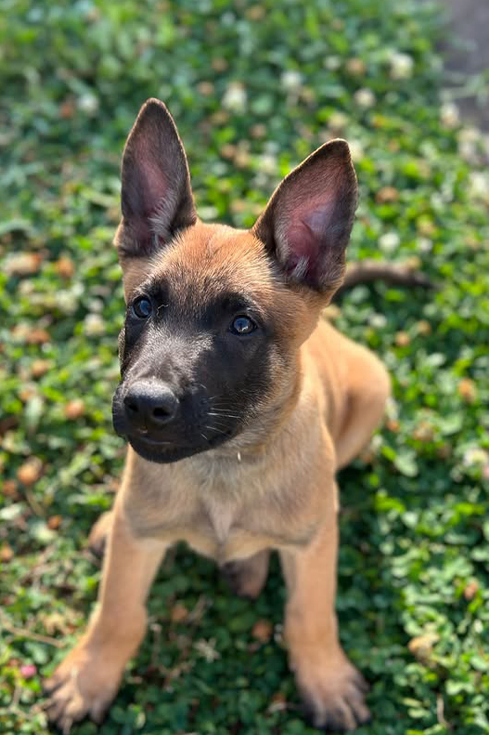 Curs pour chiots près d’Angoulême