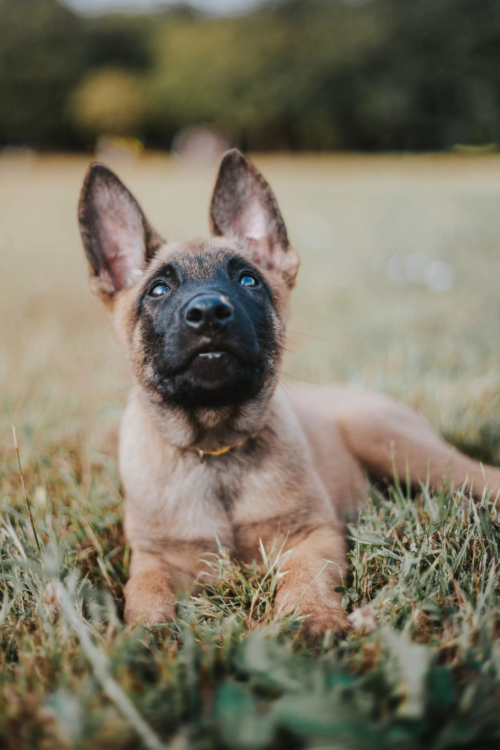 Puppy School  - Pawsitive Dog